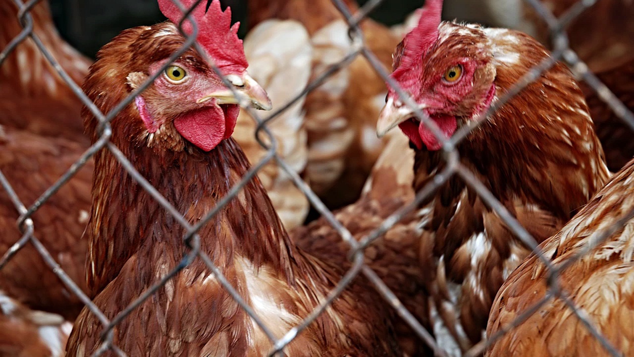 Dailymotion De moins en moins d'œufs de poules en batterie
